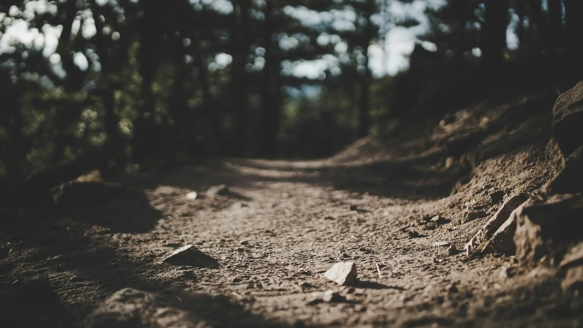 Bare soil and loose stones on a path through shaded woodland